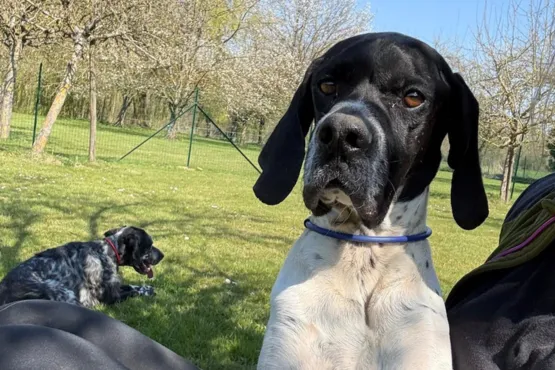 demande devis pension canine domaine de carency