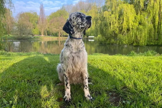 pension canine tout confort chien heureux